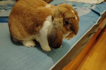 Shame my bunny: he peed on my brother's bed (he's neutered and litter trained)