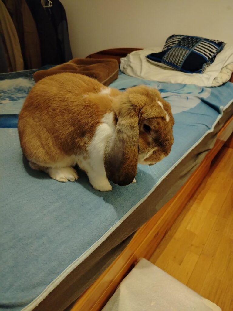 Shame my bunny: he peed on my brother’s bed (he’s neutered and litter trained)