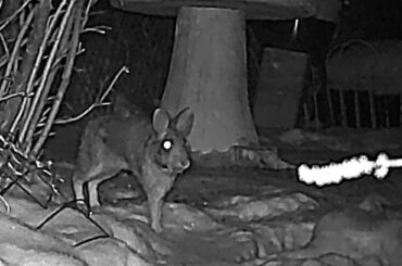 Rabbit on trail cam doing some interesting pose/posturing...any idea what it is? Have a few shots of it doing this hunched back sort of thing.