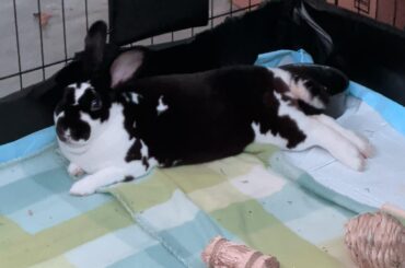Any ideas what breed he is?
