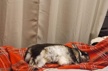 Since being neutered, bun has started sleeping next to me 🥹 (he even started wanting pets and falling asleep when I pet him)