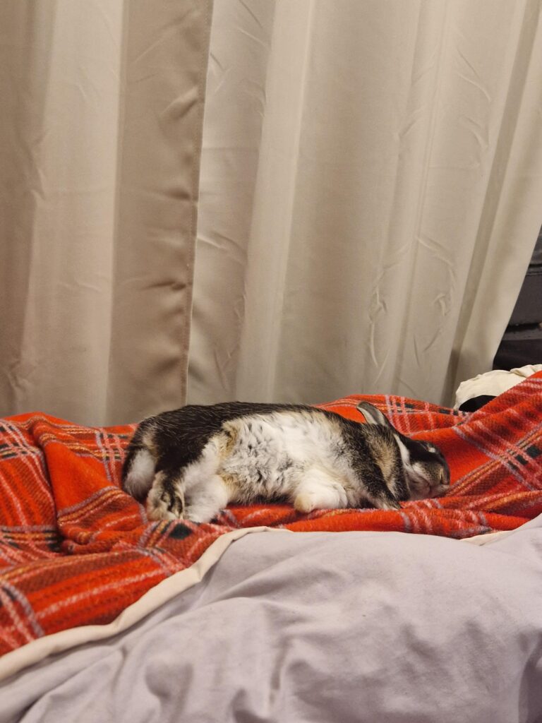 Since being neutered, bun has started sleeping next to me 🥹 (he even started wanting pets and falling asleep when I pet him)