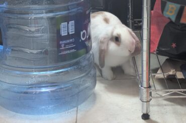 Help! Mikey likes it!