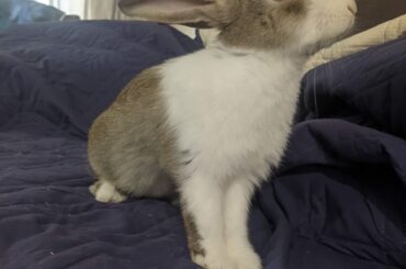 Question about side by side pens before bonding.