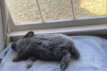 Levi the guard-bun is just not motivated today