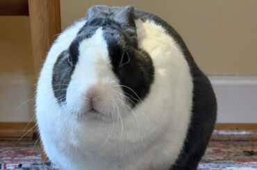 Murderous loafbun coconut 🥥 🐰 🔪