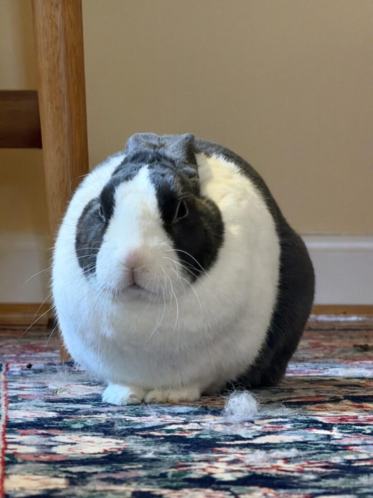 Murderous loafbun coconut 🥥 🐰 🔪
