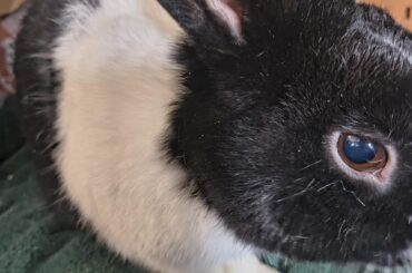 Is it weird to keep a little baggie of my bun's fur? Photo for tax. Aren't bunny eyes beautiful? 😍