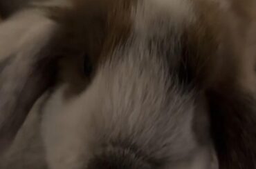 help!! bunny jumped into fireplace what do i do?!