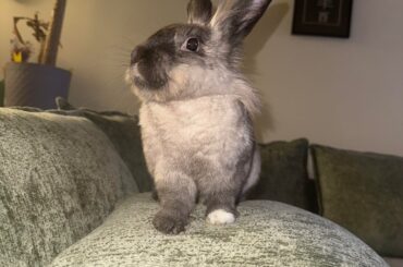 Advice on getting a second bunny?