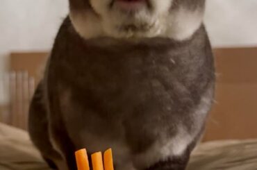 Porridge’s fifth birthday was on the 16th of March!! He got his cake today