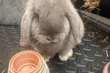 This Bun is guilty of eating cats dry food 😡