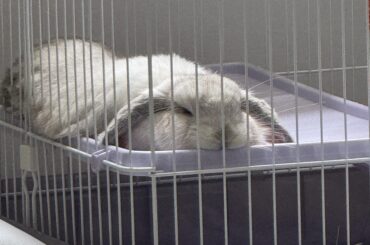 Is it normal if my bunny lays down a lot