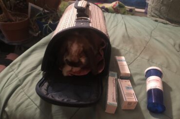 Nortlemer showing off his chariot and fancy expensive eye meds