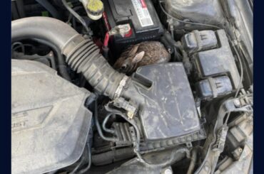 Domestic or wild, they all love the spicy hay smh