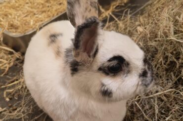 Meloxicam and vacation