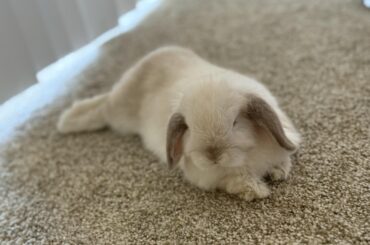 My 9 week old baby fully flopped in front of me for the first time