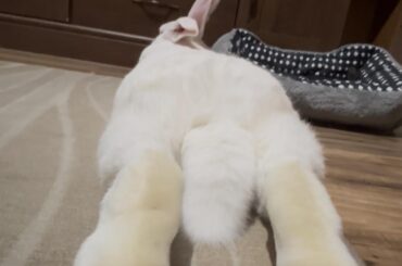 Can you tell how old my rabbit is based on his feet?