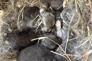 Not sure if these are purebred chinchilla rabbits or chinchilla New Zealand mixes