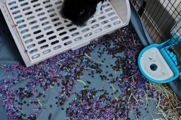 How can I train him to pee and poop in the litter box?