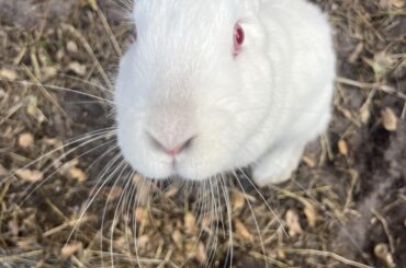 Always ready for a snack. He tried to eat my lasagna the other day.