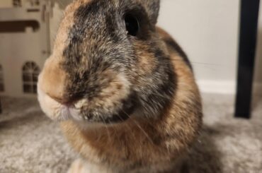 Toffee, my beautiful model boy ❤️