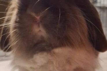 What is the best way to get rid of matted hair around the neck area?