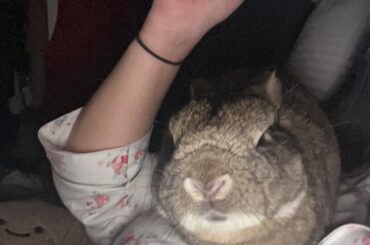 Anyone else’s bun just plant themselves on your chest and demand pets? 🤣🤣