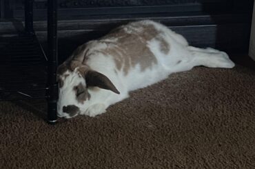 A sleeping bunny