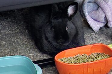 Sasuke decided to pop out and have breakfast with me.