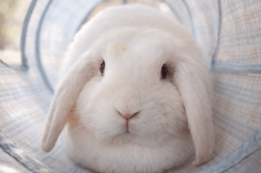 Cleaning white rabbit feet