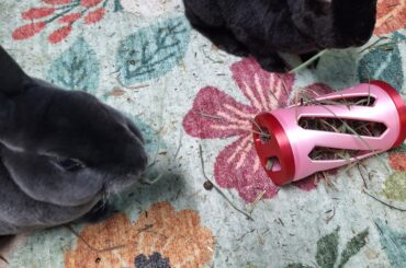 Booples enjoying their hay roller