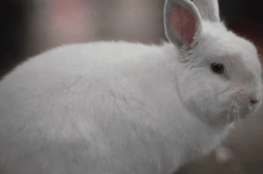 My Bun-Bun, Pearl - 10 Years Old Today!