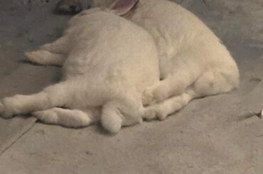 Who gave them permission???