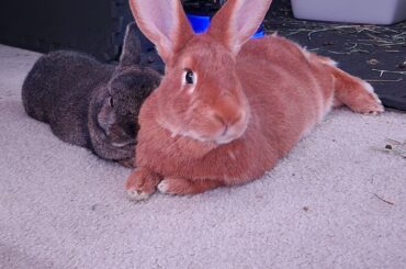 My broke besties 😌