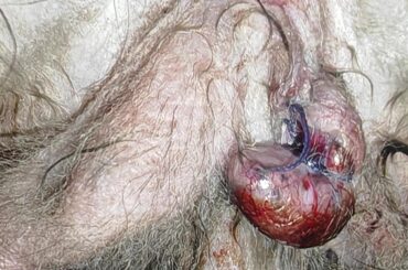 Are these results of a castration/spray normal?