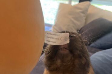 caught licking the plushie’s tag one too many times