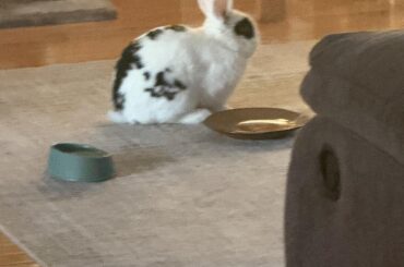 Portrait of a Starving Rabbit with an Empty Plate