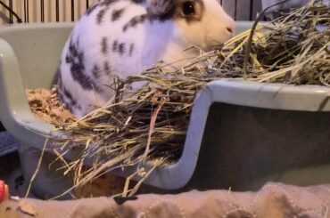 Any guesses on his breed?