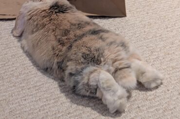 Poor Waffle may have ear mites again :(