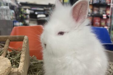 What kind of rabbit is this?