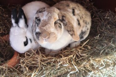 What is this pattern called?