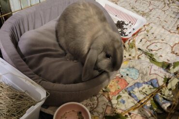 I think my bunny views me as another bunny he's not bonded with. What are the signs of unbounded rabbits interaction?