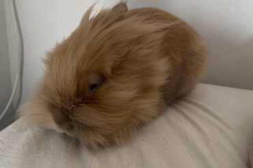 My free roam rabbit…doesn’t roam?