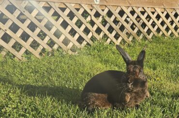 Brand new Bun Bun