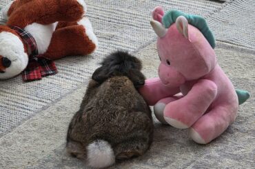 Mozart loves his stuffed animals. 11 years old this year!