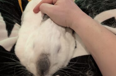 Eepy bun