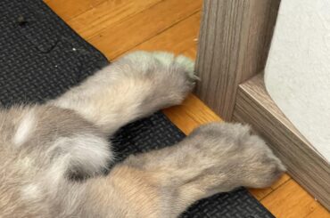 The Unbothered Pose of a Bun that has had an emergency Vet visit.