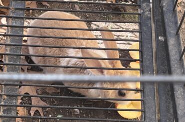 Is this wild or domesticated?? I found a baby bunny.