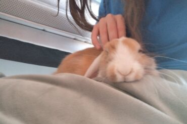 reports because I want to explain why my girl crossed the rainbow bridge today